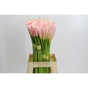 Zantedeschia Eydolls Salmon