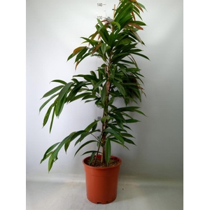 Ficus binn. 'Amstel King'