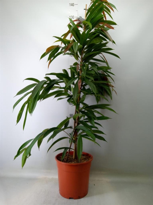 <h4>Ficus binn. 'Amstel King'</h4>