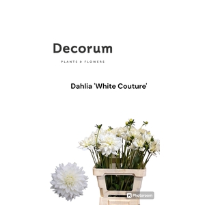 Decorum Dahlia White Couture 996