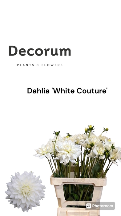 <h4>Decorum Dahlia White Couture 996</h4>