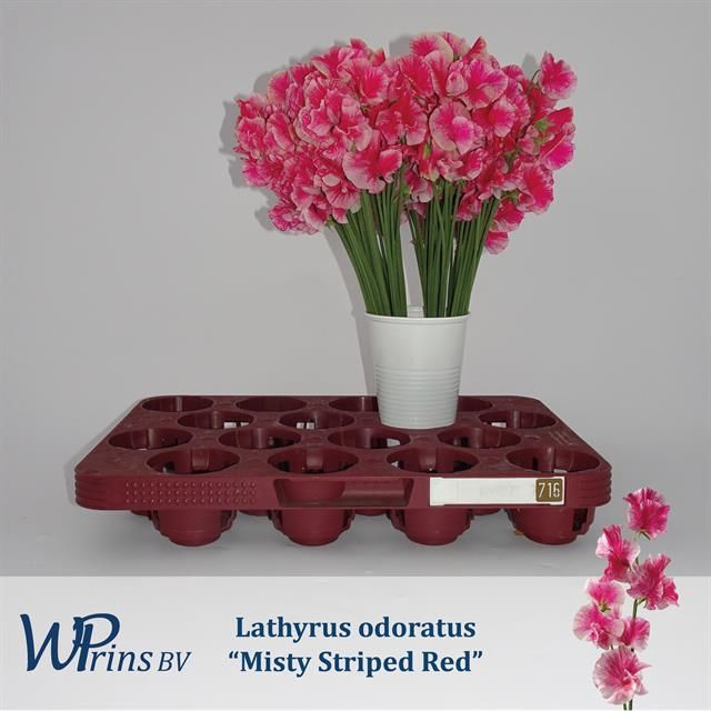 <h4>LATHYR MIST STR RED</h4>