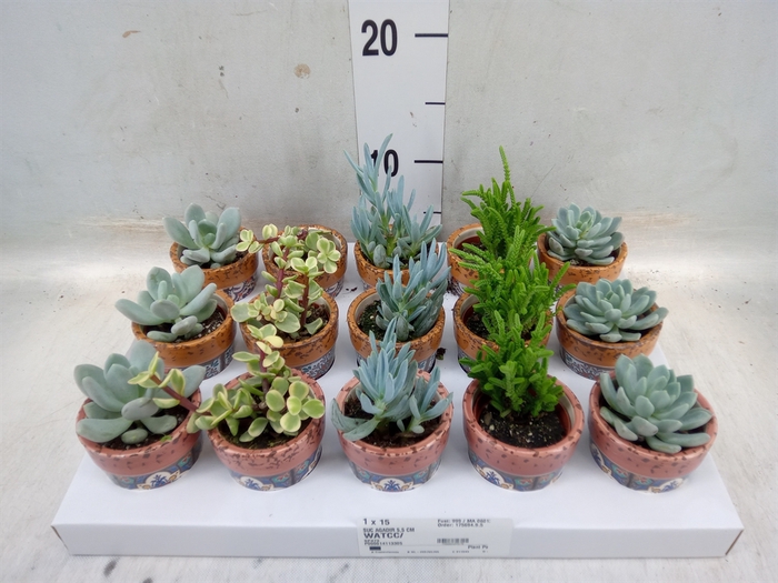 <h4>Succulents   ...</h4>