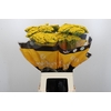 Achillea Golden Prairi