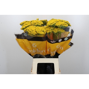 Achillea Golden Prairi