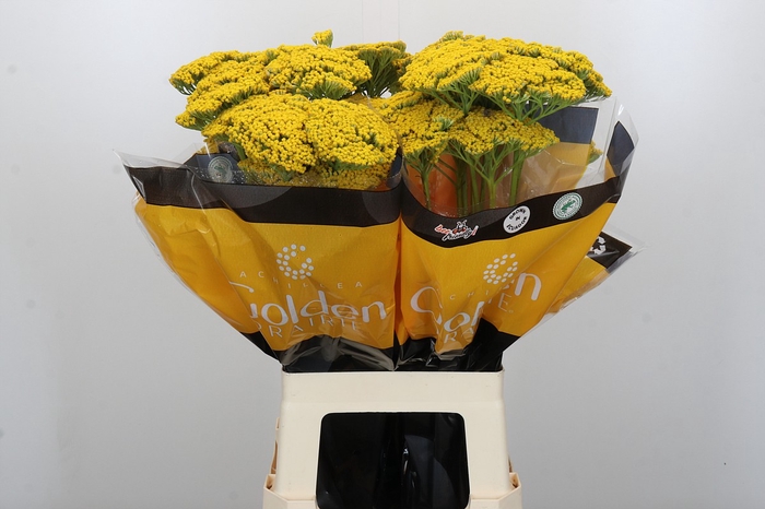 <h4>Achillea Golden Prairi</h4>