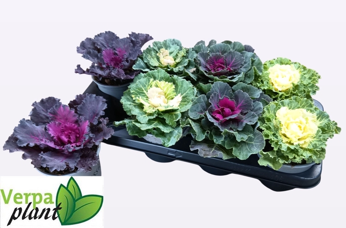 <h4>BRASSICA (SIERKOOL)</h4>