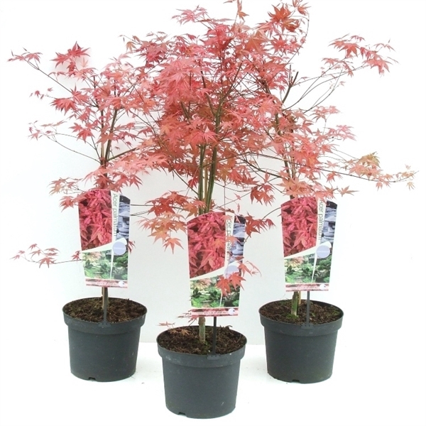 <h4>Acer palmatum 'Shin-deshojo' P23</h4>