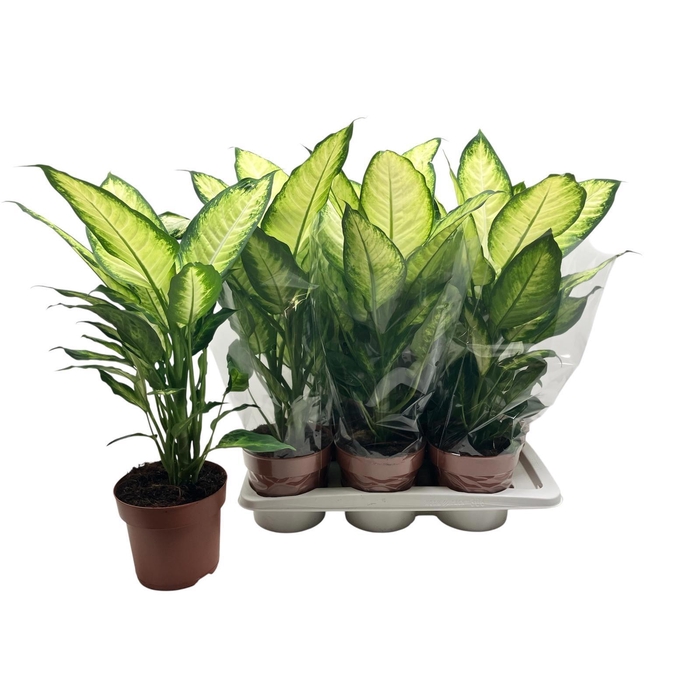 <h4>DIEFF CAMILLA</h4>