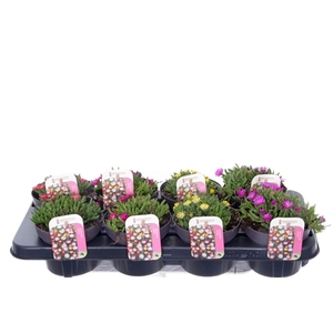 Delosperma cooperi mix