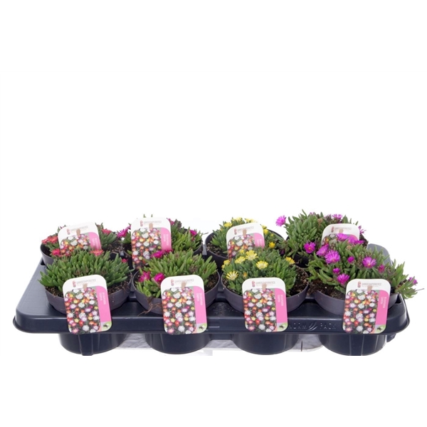 <h4>Delosperma cooperi mix</h4>