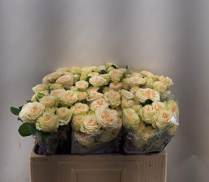 <h4>R TR SUMMERROSE</h4>