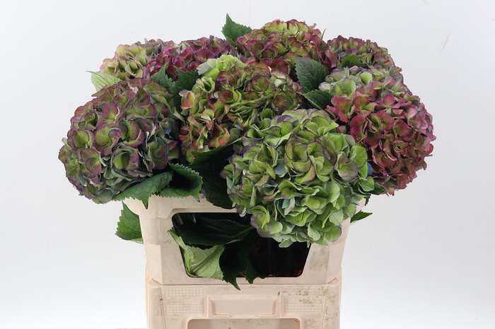 <h4>Hydr M Roy Secr Cl</h4>