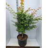 Acer palmatum Sangokaku