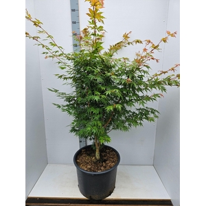 Acer palmatum Sangokaku