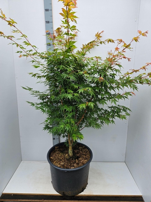 Acer palmatum Sangokaku