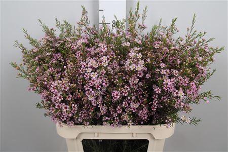 <h4>Chame Un Early Nir</h4>