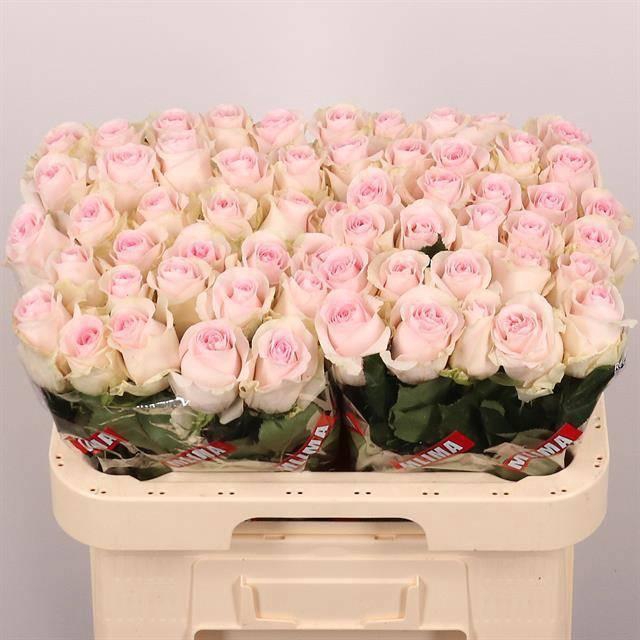 <h4>R GR REVIVAL SWEET</h4>