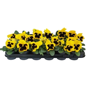 Viola F1 Geel Met Oog
