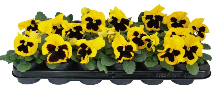 <h4>Viola F1 Geel Met Oog</h4>