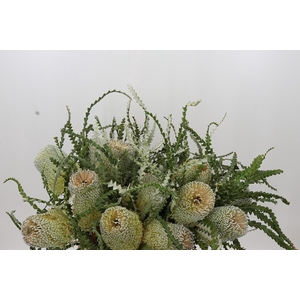 Banksia Speciosa