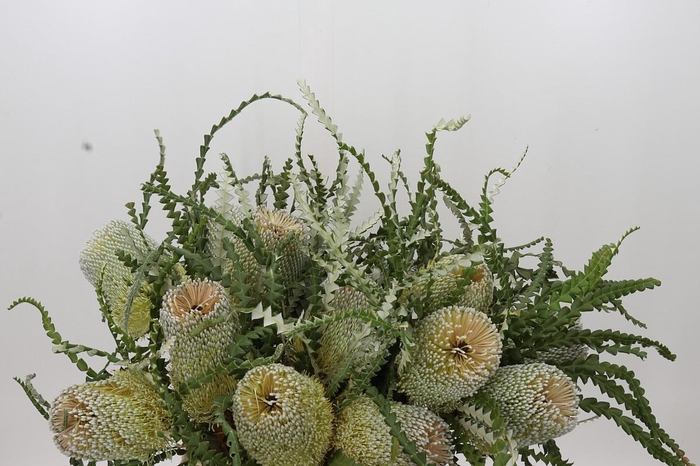 <h4>Banksia Speciosa</h4>