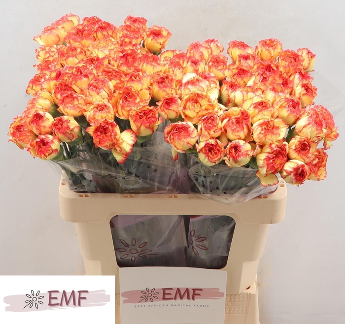 <h4>DI ST DIEGO</h4>