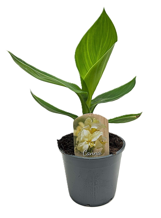 <h4>Canna Alaska</h4>