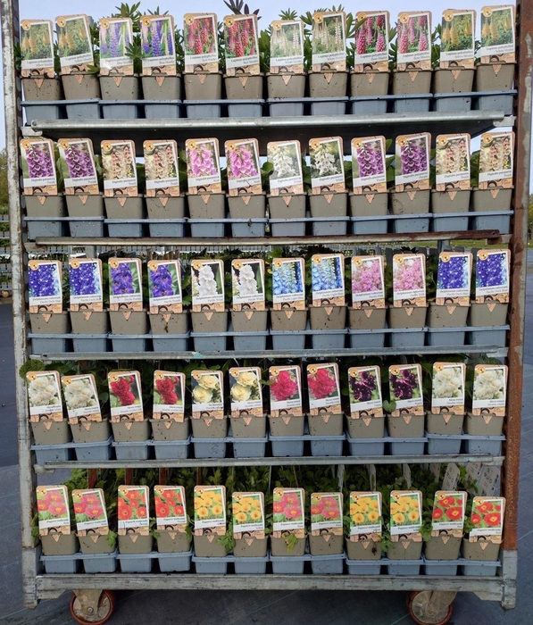 <h4>VASTE PL MIXK</h4>