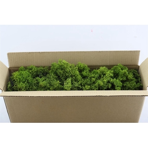 Mos Reindeer Moss Green 500gr