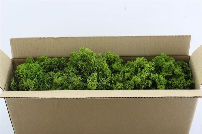 <h4>Mos Reindeer Moss Green 500gr</h4>