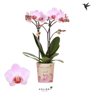 Kolibri Orchids Phalaenopsis Antwerp 2 spike