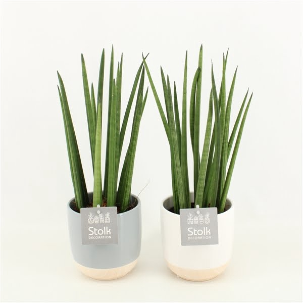 <h4>Sansevieria Cylindrica in Emily keramiek</h4>