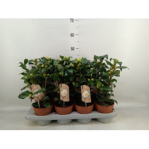 Camellia japonica 'Brushfield Yell'