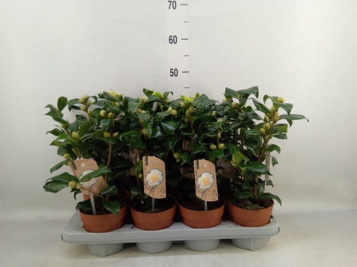 <h4>Camellia japonica 'Brushfield Yell'</h4>