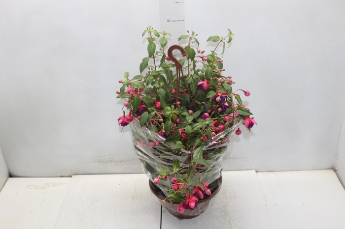 <h4>BRINCO DE PRINCESA C21</h4>