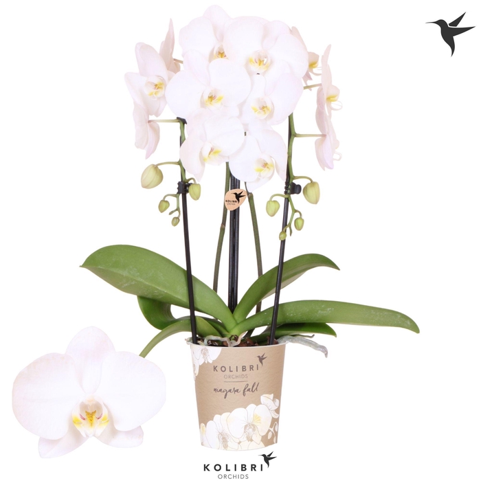 <h4>Kolibri Orchids Phalaenopsis Cascade Niagara Fall Lunar Landings 2 spike</h4>