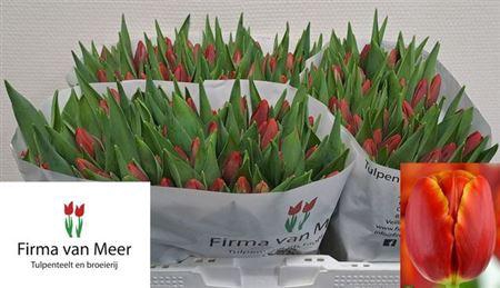 <h4>Tu En Verandi</h4>