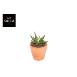 Sansevieria Inti Mini No. 2 Terracotta