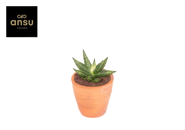 <h4>Sansevieria Inti Mini No. 2 Terracotta</h4>