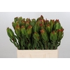 Leucadendron Laurel Yellow