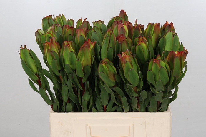 <h4>Leucadendron Laurel Yellow</h4>