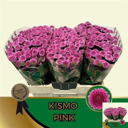 <h4>Chr S Kismo Pink</h4>
