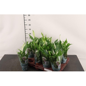 Spathiphyllum 7 Cm. P. Pearl Cupido Mini