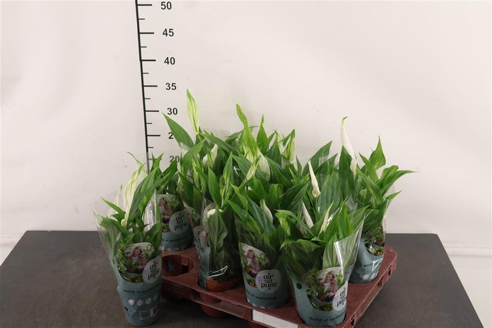 <h4>Spathiphyllum 7 Cm. P. Pearl Cupido Mini</h4>