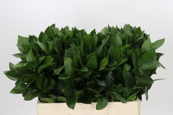 <h4>Ruscus Hypophyllum</h4>