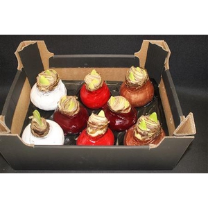Amaryllis Bol Mix