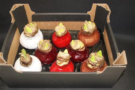 <h4>Amaryllis Bol Mix</h4>