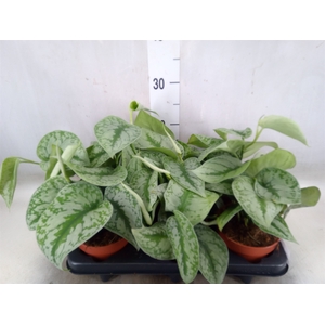 Scindapsus pictus 'Trebie'