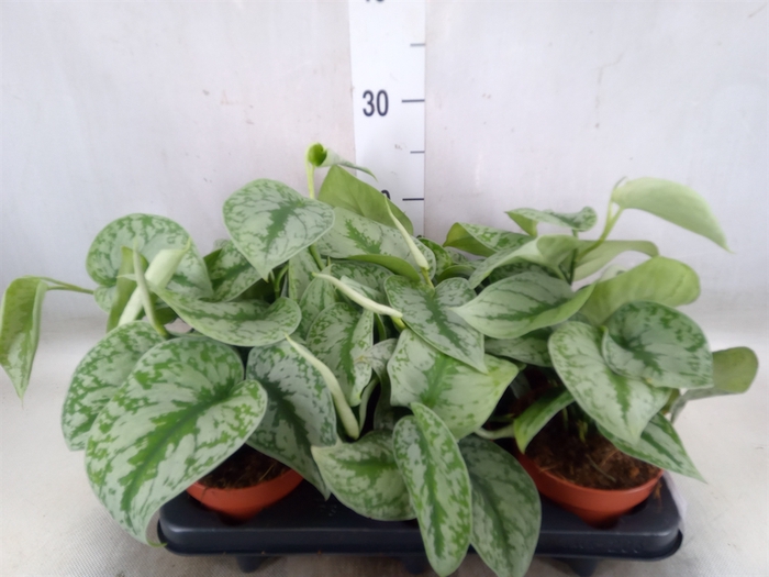 <h4>Scindapsus pictus 'Trebie'</h4>